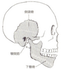 顎関節症の正体