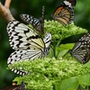 🦋足立区生物園の蝶をひたすら撮影しました😊