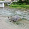 水窪川の友釣り解禁まで後一週間