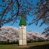 緑の屋根の時計台と桜