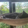 おでぶ猫に見える保護猫君＆危険回避能力〈絶賛発揮中〉のみーちゃん