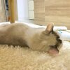 ねこまんま