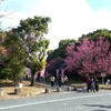 令和4年2月　向山緑地内梅林園散策