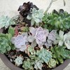 多肉植物の植え替えと庭のクラピア
