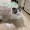 Y子と一緒にのんびり過ごしたふくちゃん
