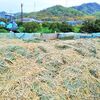 壁土・・・熟成・発酵 ～ 土壁塗りを前に