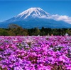 見頃の富士山＆芝桜を撮影！絶景を堪能できる見頃はいつ頃？「富士芝桜まつり」【山梨 観光】
