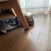 猫、蒸し暑さでダウンする