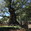 蒲生八幡神社、蒲生の大楠【御朱印】