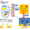 【オイル（油）シリーズ：中鎖脂肪酸と長鎖脂肪酸の代謝の比較】ココナッツオイルで話題の中鎖脂肪酸がなぜダイエットにむいてるのか？