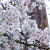 刑場趾の桜