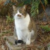 落葉掘る猫