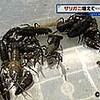 ザリガニ増加で春採湖が危機