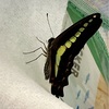 アオスジアゲハ　羽化