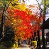 今日の紅葉と岩手山