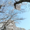 (巻四十三)一本の桜に足りしし一日かな(山本幸子) 
