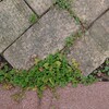 グランドカバーに悩みます。