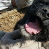 飼い主さん募集中の子犬こんぶ＆こつぶ