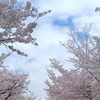【大阪】西の丸庭園のお花見はピクニック気分