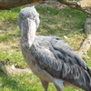 夏休みに兵庫でいろんな鳥と動物にふれあいたいならココ！