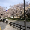 散歩～川崎駅近くの桜の名所（４月２日）