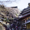 産寧坂のしだれ桜