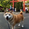 三連休の最終日は箱根と山中城跡まで。
