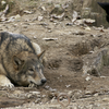 シンリンオオカミ Canis lupus lycaon
