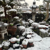 暖冬…雨…わが家の花たち