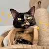 最近猫さんをお迎えした友人に驚かれた猫豆知識3つ。