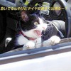 『猫の車修理屋さん』の事。