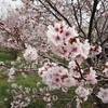 桜と声