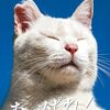 富山県・新湊観光船の副船長「猫のみーちゃん」