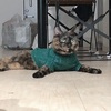 てってとあんよ。