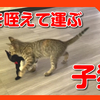 猫を咥えて運ぶ子猫がかわいすぎた！子猫にも母性本能！？The kitten holding the cat and carrying it was too cute!