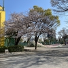 【さくら情報／渋江公園】