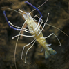 オニテナガエビ Macrobrachium rosenbergii