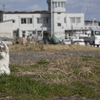 野良猫への玩具の使用について