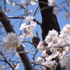 板橋区の桜を満喫しました、その５。