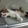 キジ猫、苦労する。