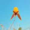 Bulbophyllum sp. from.Rizal