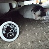 涼しい場所は猫に聞け