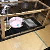 部屋の主人は外出中です