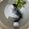 ボウフラ退治には、メダカ？