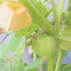 食用ほおずきは育て方が楽で美味だが食べ頃の見極めが難しい！品種はゴールデンベリー