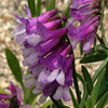 (377) Vicia villosa