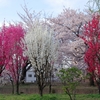 大阪城桃園と大川沿いの桜（５）