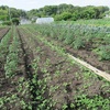 今週の野菜