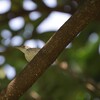 オナガサイホウチョウ(Common Tailorbird)