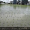 「企業アンケート五輪反対6割以上」と雨の日のお花見